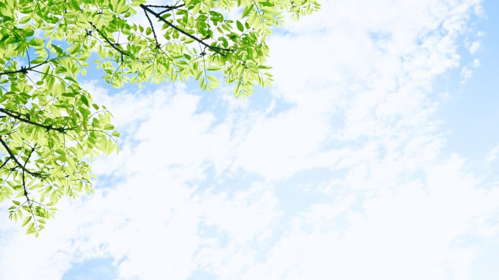 木と青空